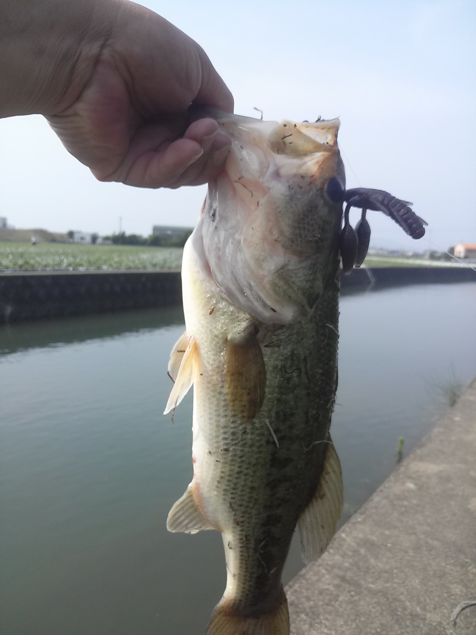 鳴門のバス釣りでよく通った釣り場（釣果写真）_d0391176_09340908.jpg