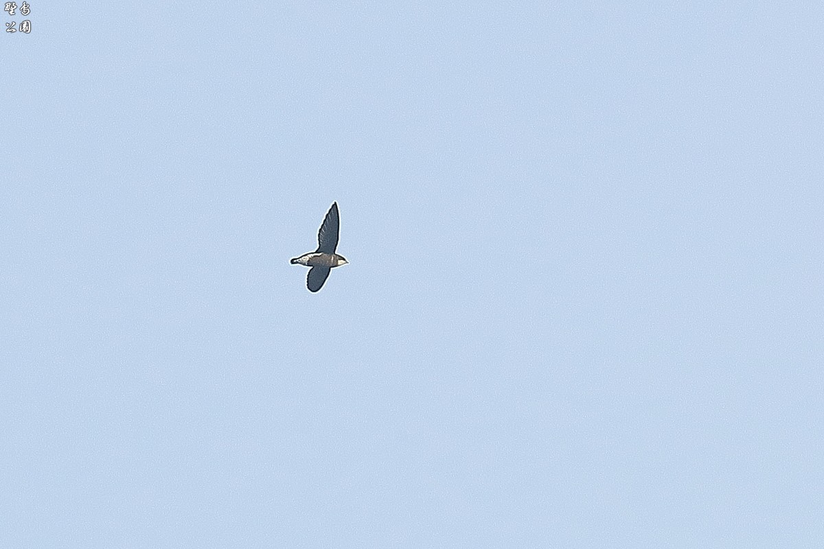 会いたかった野鳥が思わぬ所で　ハリオアマツバメ_c0352582_21024452.jpg