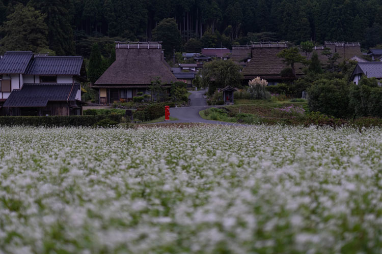 美山かやぶきの里_e0051888_05485479.jpg