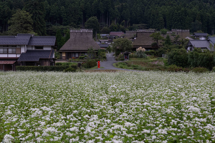美山かやぶきの里_e0051888_05485497.jpg