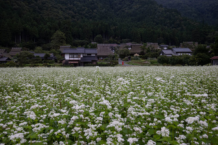 美山かやぶきの里_e0051888_05532821.jpg