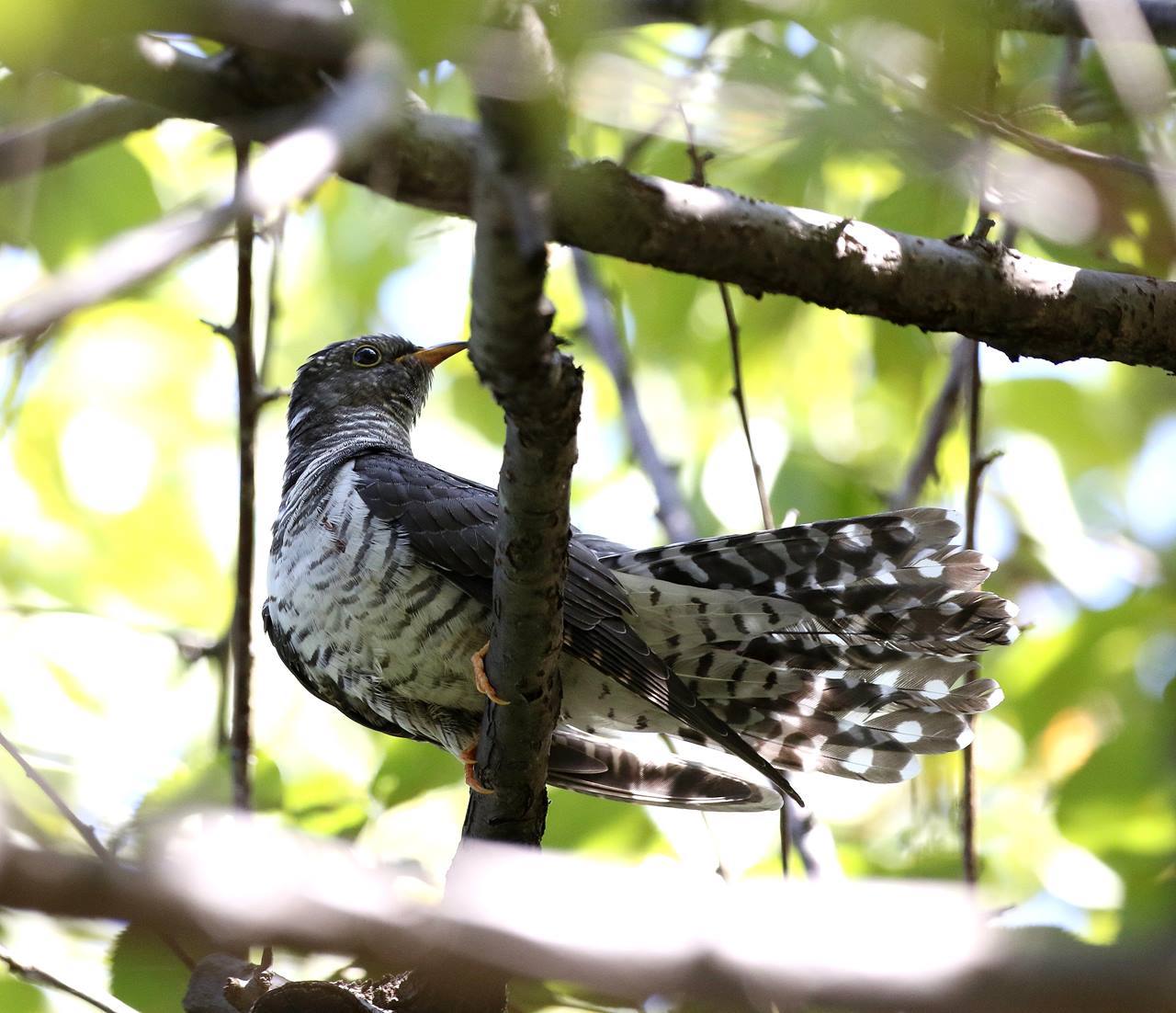 ホトトギスのようですね 一期一会の野鳥たち