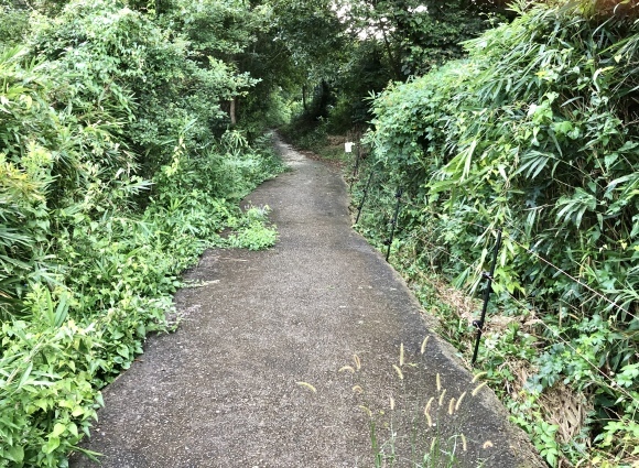 里山ウォーキング_c0388708_08061026.jpeg