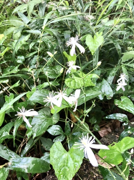 里山ウォーキング_c0388708_08063914.jpeg