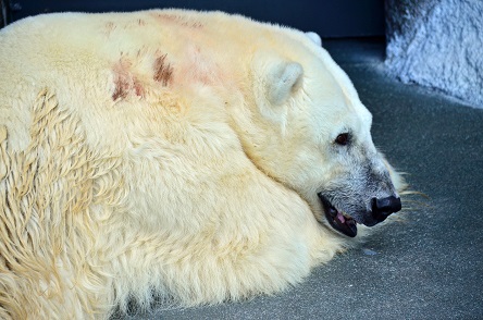 鹿児島・平川動物公園の苦闘の繁殖記録 ～ 惜しまれる一般公開間近だった1989年誕生の赤ちゃんの死_a0151913_0334310.jpg