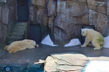 鹿児島・平川動物公園の苦闘の繁殖記録 ～ 惜しまれる一般公開間近だった1989年誕生の赤ちゃんの死_a0151913_0415123.jpg