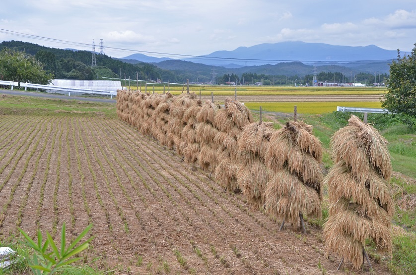 ねじりほんにょを訪ねて 栗駒山の里だより ねじりほんにょを訪ねて 栗駒山の里だより
