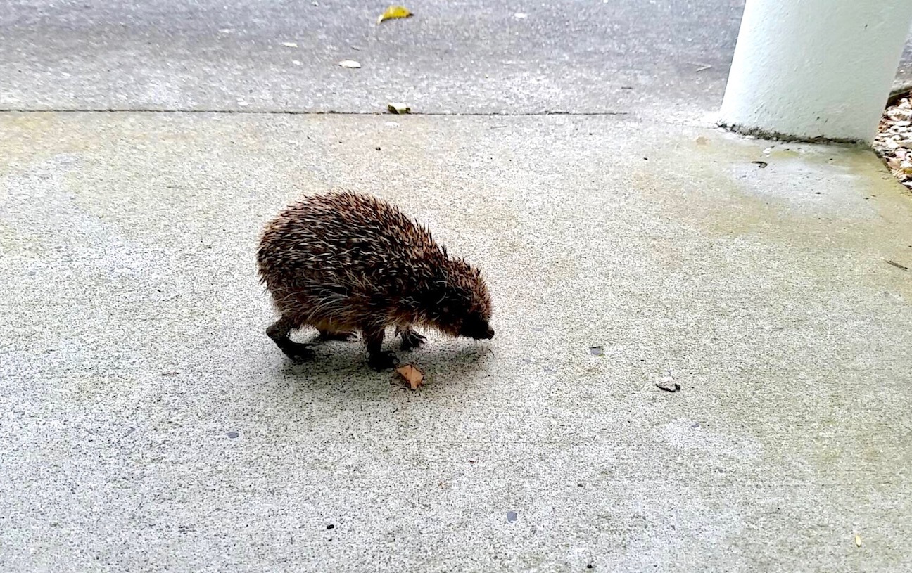 ハリネズミは無敵 A Cute Visitor At My Friend S Door アメリカからニュージーランドへ