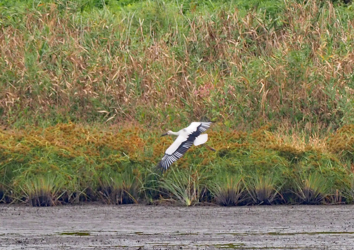 幸せを運ぶコウノトリがやって来た_d0290240_15450431.jpg