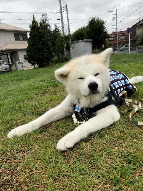 飛鳥丸の歯と通院日_c0257276_18473318.jpg