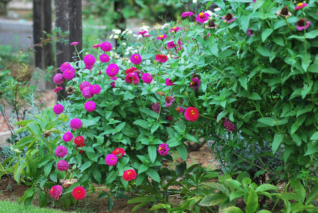 9 23 こぼれ種で千日紅と日日草 あなたに似た花