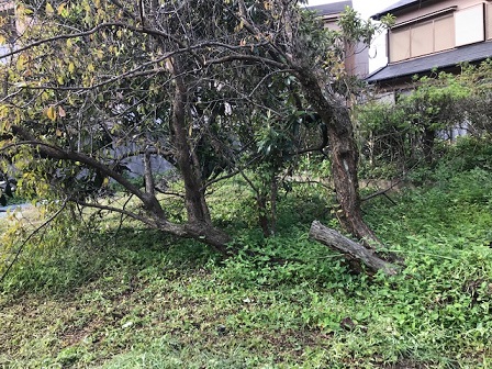 雨の一日。きのうは自宅裏で草刈り。ハチの巣にスモモの花に_e0130185_21444321.jpg