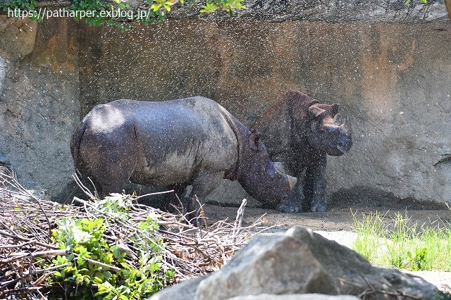 ２０２０年８月　天王寺動物園　その２_a0052986_731761.jpg