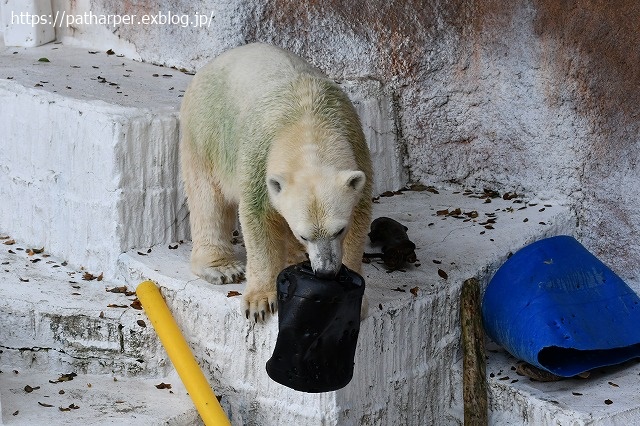 ２０２０年８月　天王寺動物園　その２_a0052986_745328.jpg