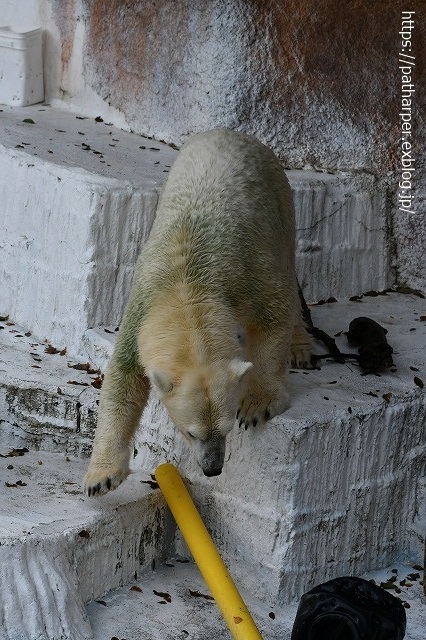 ２０２０年８月　天王寺動物園　その２_a0052986_7453811.jpg