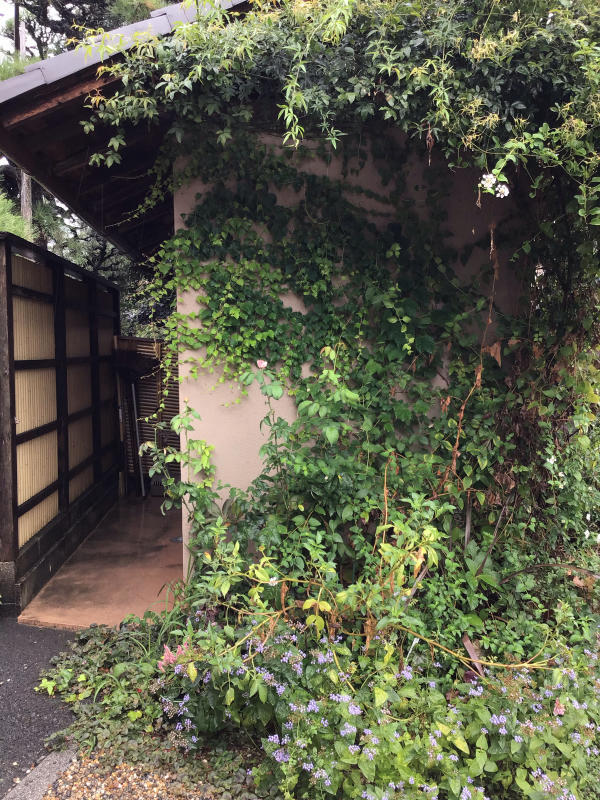 今年も買ったヒューケラのべっぴんさんシリーズ_c0404712_11411359.jpg
