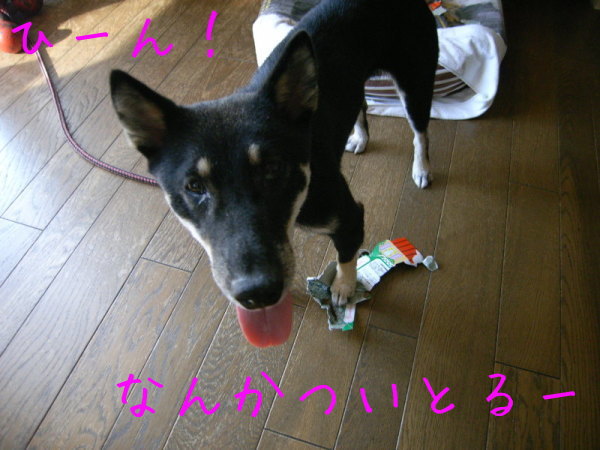 アシダカ軍曹とゴキブリジェンちゃん_f0369014_17184532.jpeg