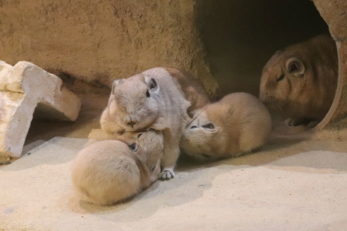 グンディの赤ちゃん 授乳 埼玉県こども動物自然公園 続々 動物園ありマス グンディの赤ちゃん 授乳 埼玉県こども動物自然公園 続々 動物園ありマス