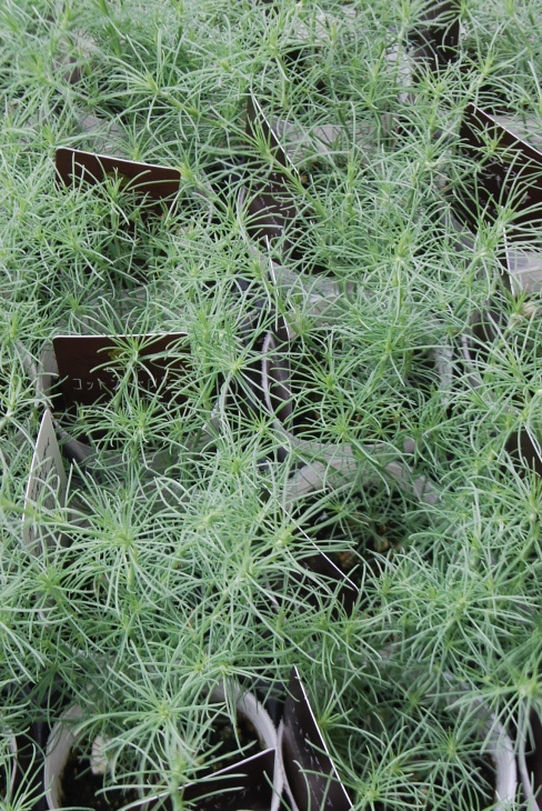 花苗入荷情報【200925】_a0201358_16595567.jpg