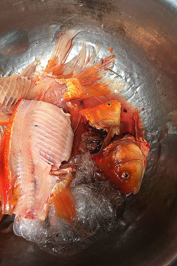 金魚は サシミ でドウ De Show ダレかコレはウソだと言っとクレ ジンセい ヤマあり タニあり イロイロあり フェア ウィゴ イング 2 長月 夜長月 河内 イナカでロックンジュエリ ベトナムドウカシラ