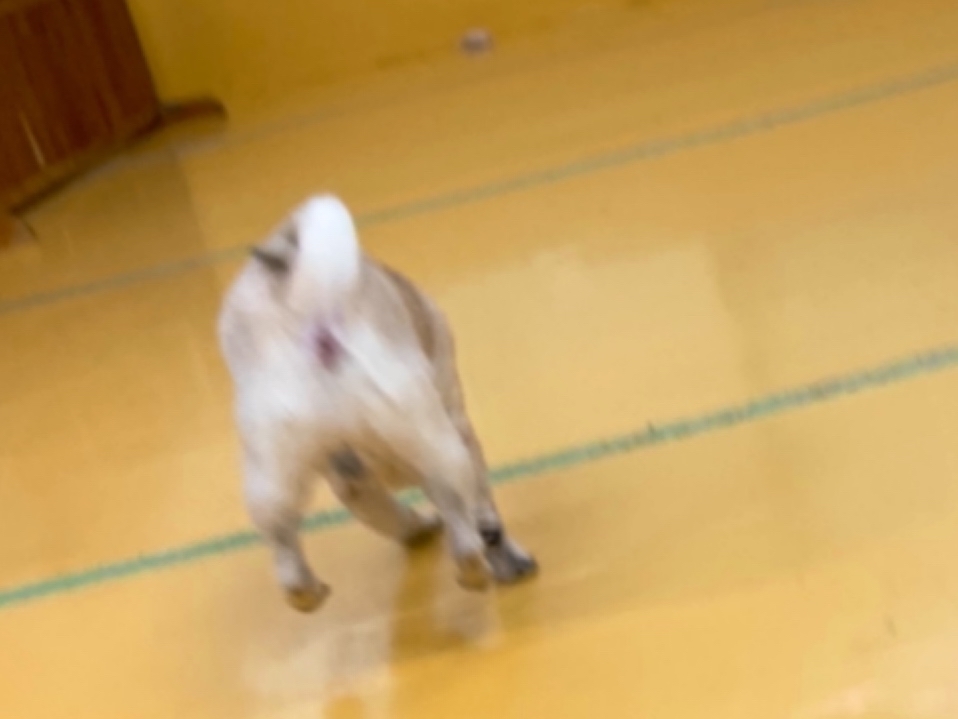 保育園ブログ💪( ◜௰◝ 💪)_f0357682_00111178.jpg