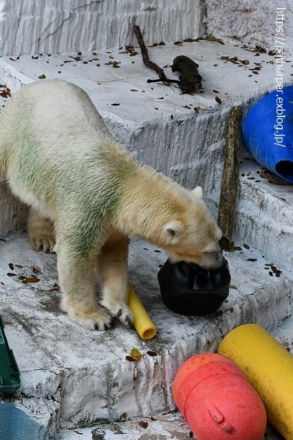 2020年8月 天王寺動物園 その3_a0052986_7404891.jpg