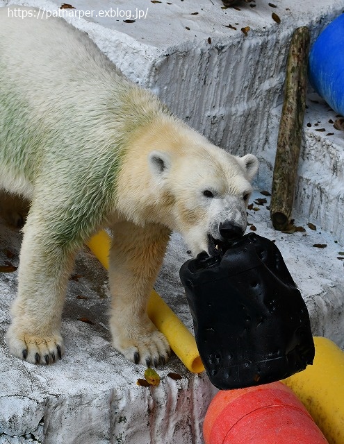 2020年8月 天王寺動物園 その3_a0052986_7414898.jpg