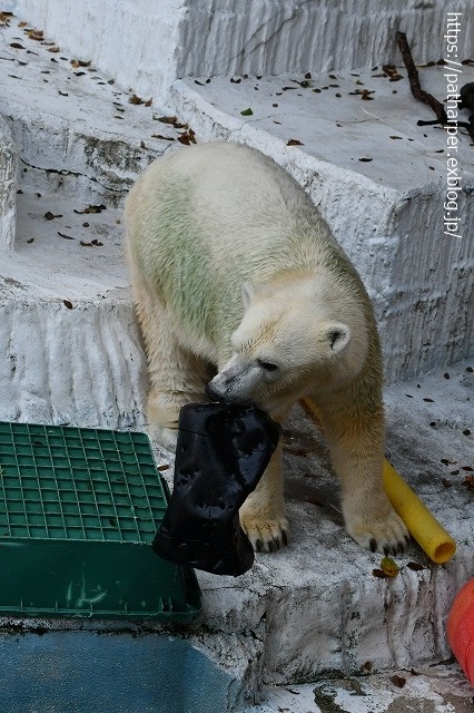 2020年8月 天王寺動物園 その3_a0052986_742084.jpg