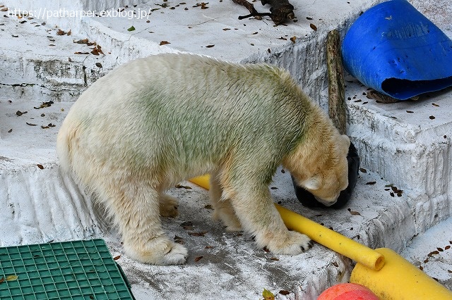 2020年8月 天王寺動物園 その3_a0052986_7423012.jpg