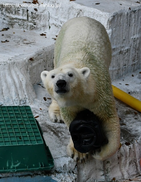 2020年8月 天王寺動物園 その3_a0052986_7431077.jpg