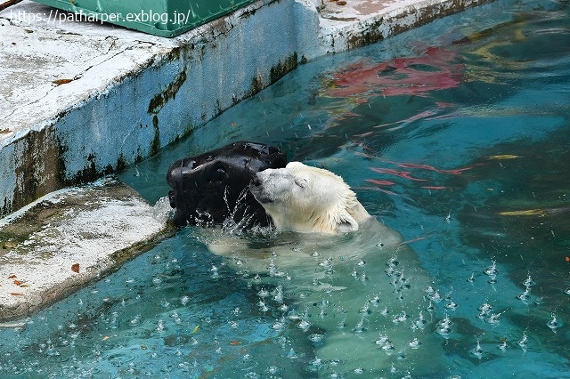 2020年8月 天王寺動物園 その3_a0052986_7435032.jpg