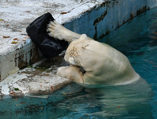 2020年8月 天王寺動物園 その3_a0052986_7441674.jpg