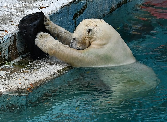 2020年8月 天王寺動物園 その3_a0052986_744357.jpg