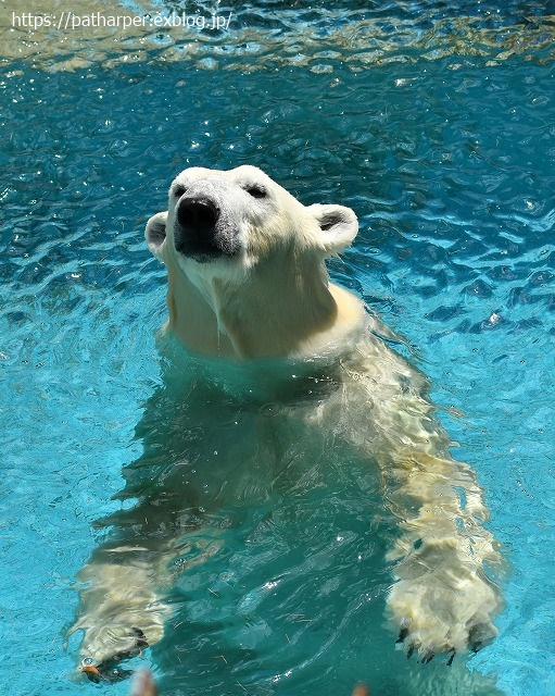 2020年8月 天王寺動物園 その3_a0052986_7461372.jpg