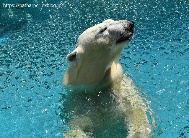 2020年8月 天王寺動物園 その3_a0052986_746151.jpg