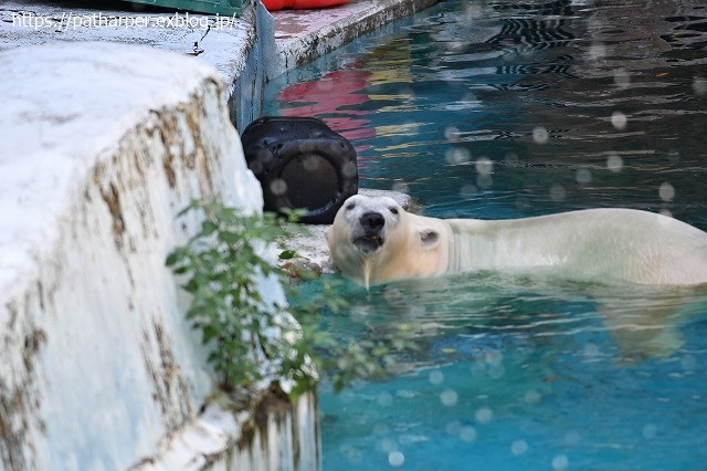 2020年8月 天王寺動物園 その3_a0052986_746383.jpg
