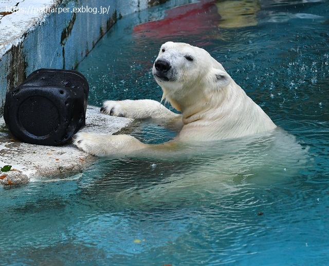 2020年8月 天王寺動物園 その3_a0052986_7464751.jpg