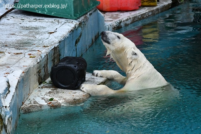 2020年8月 天王寺動物園 その3_a0052986_7465961.jpg