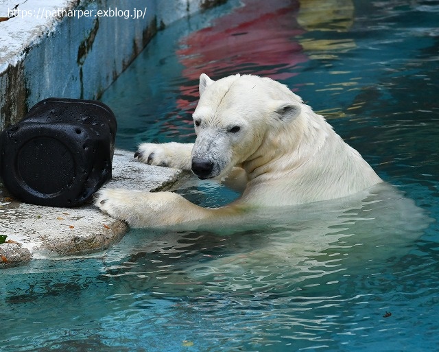 2020年8月 天王寺動物園 その3_a0052986_7471121.jpg