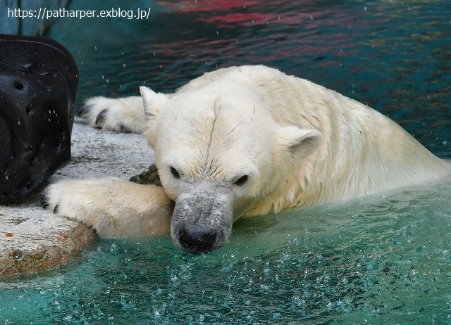2020年8月 天王寺動物園 その3_a0052986_7472341.jpg