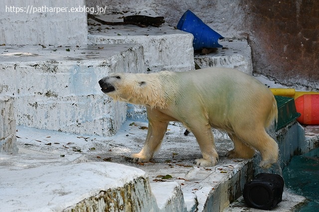 2020年8月 天王寺動物園 その3_a0052986_7481180.jpg
