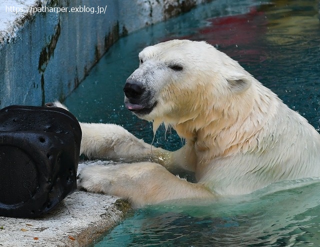 2020年8月 天王寺動物園 その3_a0052986_748131.jpg