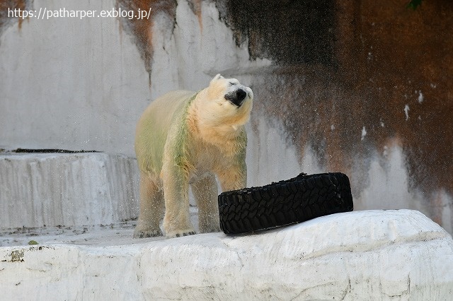 2020年8月 天王寺動物園 その3_a0052986_7483951.jpg
