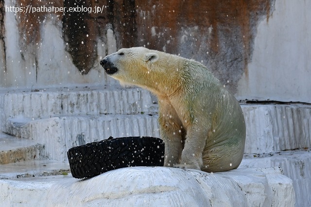 2020年8月 天王寺動物園 その3_a0052986_749970.jpg