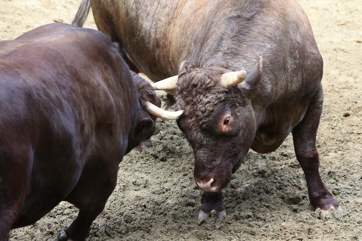 9/20 山古志闘牛 小太郎-伊之助_b0016600_01383871.jpeg