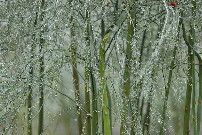 雨あがる(200926)_a0087804_16010910.jpg