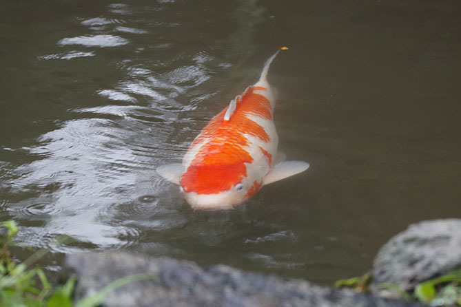 雨あがる(200926)_a0087804_16010956.jpg