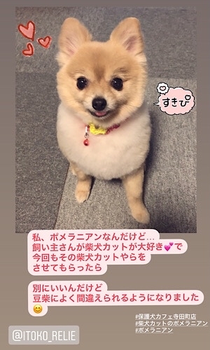 ひらり、トリミングに行きました♡_f0249610_12493304.jpg