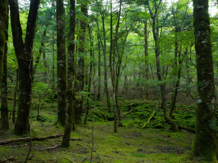 富士山の裾野の森_e0276411_12174567.jpg