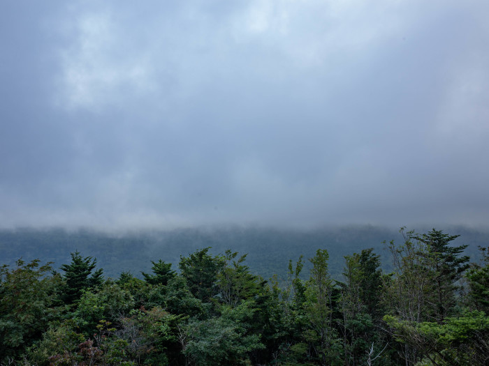 富士山の裾野の森_e0276411_12231609.jpg